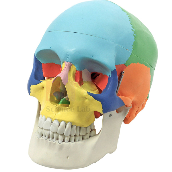 Human Skull Model, Life Size Colored